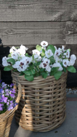 Viooltjes wit zijden op steel 35 cm l | 1 stuk