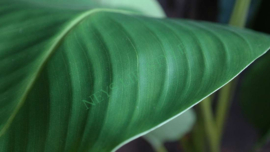 Plant Strelitzia silk | 120 cm