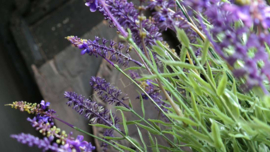 Lavendel plant in pot kunst | XL