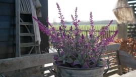 Salie plant in pot kunst | roze