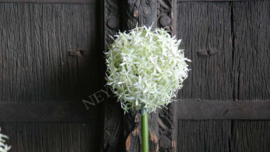 Allium bloem kunst | groen XL