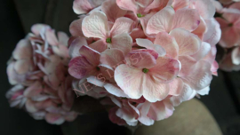 Hortensia zijden bloem | zacht roze