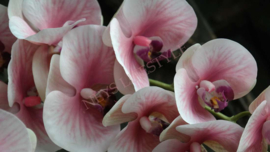 Orchidee kunst tak roze l 124 cm