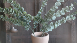 Eucalyptus kunst tak | 105 cm