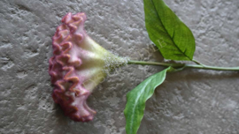 Celosia kunst bloem 62 cm | paars