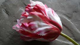 Tulp real touch red/white | 69 cm