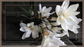 Magnolia tak | wit 80 cm
