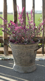 Salie plant in pot kunst | roze