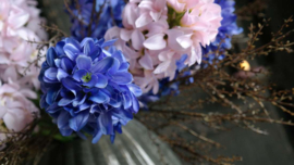 Bosje hyacinthen kunst | roze