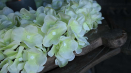 Hortensia krans zijden | groen