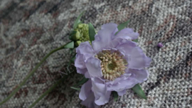 Scabiosa tak zijden | paars