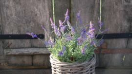 Lavendel plant in pot kunst | 44 cm
