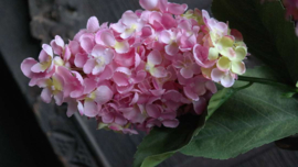 Pluim hortensia zijden | roze