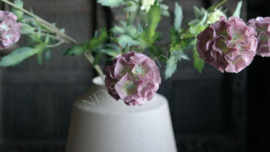 Scabosia moon bloem kunst | oud roze