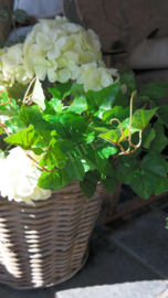 Hedera plant namaak | UV bestendig