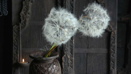 Dandelion bloem kunst | XL