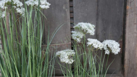 Achillea/schermbloem plant namaak wit | S