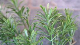 Artemisiatak (Alsem) plant namaak | UV bestendig