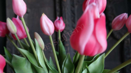Tulp in bloei kunst 45 cm | donkerroze