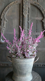 Salie plant in pot kunst | roze