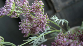 Wildwortel kunst bloem | paars
