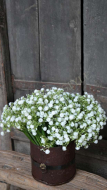 Gipskruid bosje wit | 30 cm