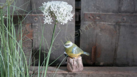 Vogel met sensor/geluid | op stam