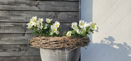 Helleborus kunst bloem | 45 cm