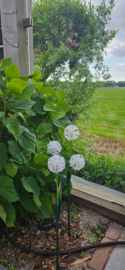 Solar Bloem op steker | wit 2 bloemen