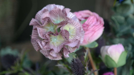 Scabosia moon bloem kunst | oud roze