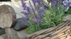 Lavendel plant in pot kunst | 44 cm