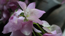 Tak Bougainvillea zijden | paars