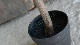 Olijfboom in pot | kunst 90 cm