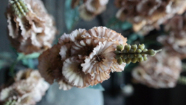 Dianthus bloem kunst | cappuccino