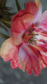 Cosmos namaak bloem | oranje/roze