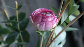 Ranonkel bosje kunst | roze