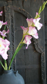 Gladiool kunst bloem | roze