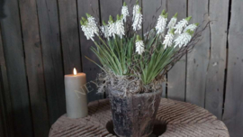 Vijzel incl druifjes | namaak