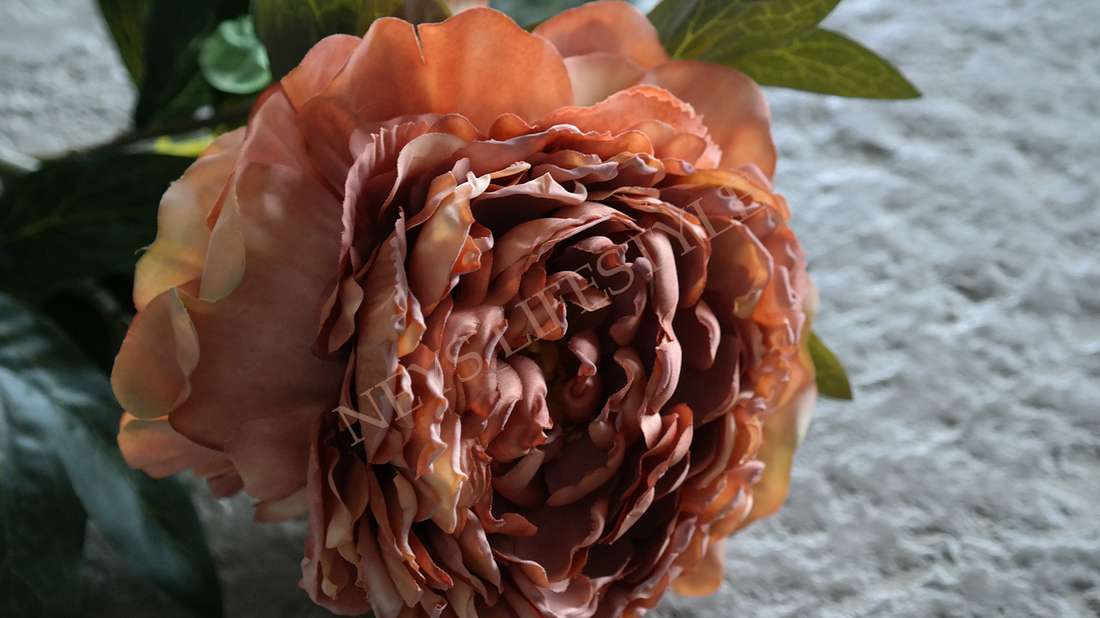 Pioenroos kunst bloem | coffee