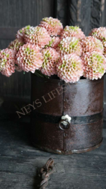 Bosje Dahlia's kunst | roze/zalm