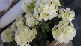 Geranium plant namaak UV bestendig| créme