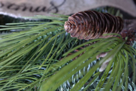 Pinus pine tak kunst | 59 cm