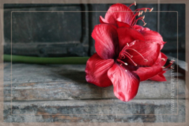 Amaryllis kunst bloem  | rood 66 cm