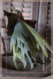 Tak Hersthoorn varen | 30 cm