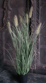 Phalaris plant namaak | S