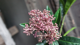 Skimmia kunst tak  | rood