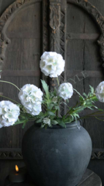 Scabosia moon bloem kunst | wit