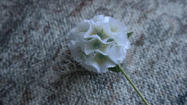 Scabosia moon bloem kunst | wit