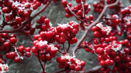 Bessen sneeuw namaak tak | rood