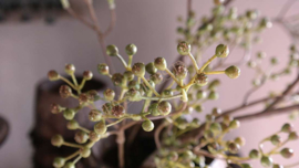 Bessen/ilex tak kunst | groen